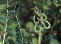 European milkvetch